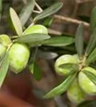 Olivenbaum - Olea europaea CAC - Formgehölze