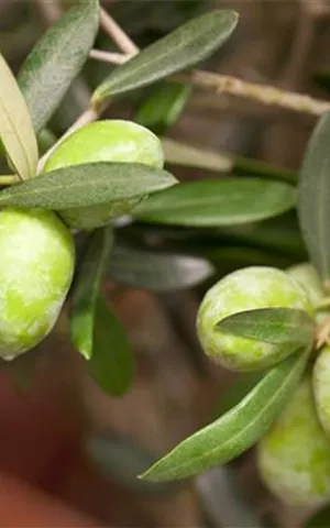 Olea europaea CAC - Mediterranes