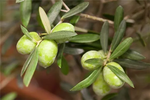 Olivenbaum - Olea europaea CAC - Formgehölze