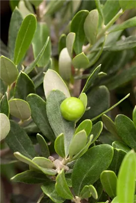 Olivenbaum - Olea europaea CAC - Formgehölze