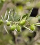 Olivenbaum - Olea europaea CAC - Formgehölze