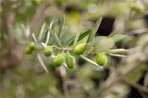 Olivenbaum - Olea europaea CAC - Formgehölze