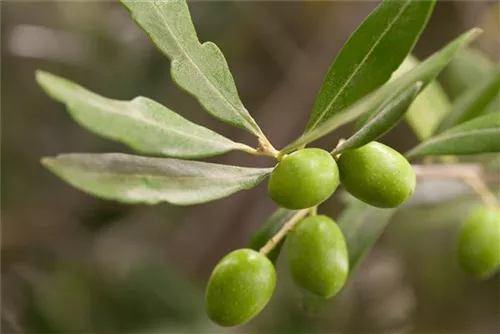 Olivenbaum - Olea europaea CAC - Formgehölze