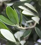 Olivenbaum - Olea europaea CAC - Formgehölze