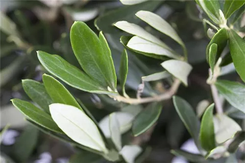 Olivenbaum - Olea europaea CAC - Formgehölze