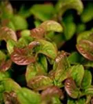 Lavendelheide 'Curly Red' -R- - Leucothoe axillaris 'Curly Red' -R-