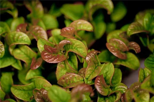 Lavendelheide 'Curly Red' -R- - Leucothoe axillaris 'Curly Red' -R-