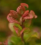 Lavendelheide 'Curly Red' -R- - Leucothoe axillaris 'Curly Red' -R-