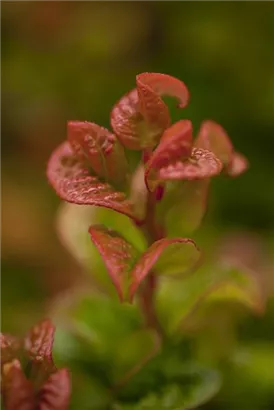 Lavendelheide 'Curly Red' -R- - Leucothoe axillaris 'Curly Red' -R-