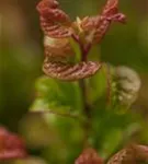 Lavendelheide 'Curly Red' -R- - Leucothoe axillaris 'Curly Red' -R-