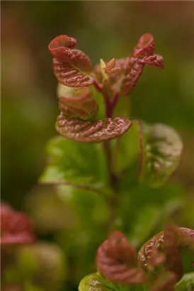 Lavendelheide 'Curly Red' -R- - Leucothoe axillaris 'Curly Red' -R-