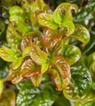 Lavendelheide 'Curly Red' -R- - Leucothoe axillaris 'Curly Red' -R-