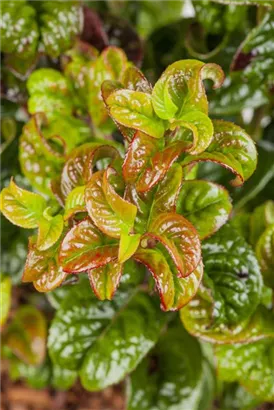 Lavendelheide 'Curly Red' -R- - Leucothoe axillaris 'Curly Red' -R-