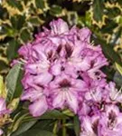 Rhododendron-Hybride 'Kokardia' -R- - Rhododendron Hybr.'Kokardia' -R- III