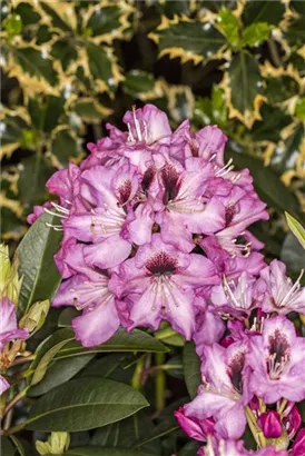 Rhododendron-Hybride 'Kokardia' -R- - Rhododendron Hybr.'Kokardia' -R- III