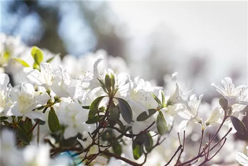 Japanische Azalee 'Schneesturm' - Rhododendron obt.'Schneesturm' II