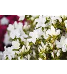 Japanische Azalee 'Schneesturm' - Rhododendron obt.'Schneesturm' II