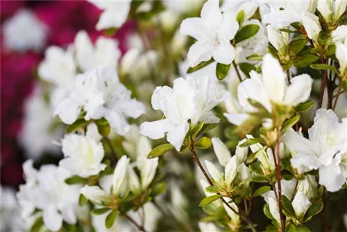 Japanische Azalee 'Schneesturm' - Rhododendron obt.'Schneesturm' II