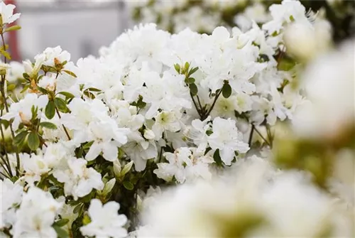 Japanische Azalee 'Schneesturm' - Rhododendron obt.'Schneesturm' II