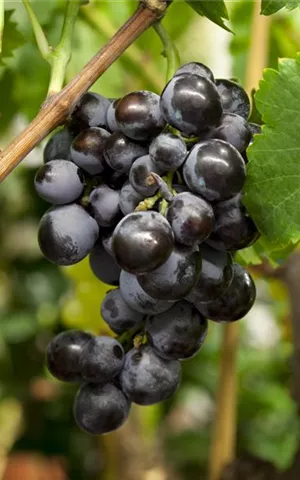 Vitis vinifera