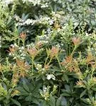 Schattenglöckchen 'Prelude' - Pieris japonica 'Prelude'