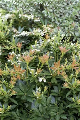 Schattenglöckchen 'Prelude' - Pieris japonica 'Prelude'