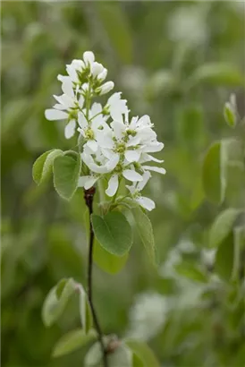 Synonym - Amelanchier ovalis