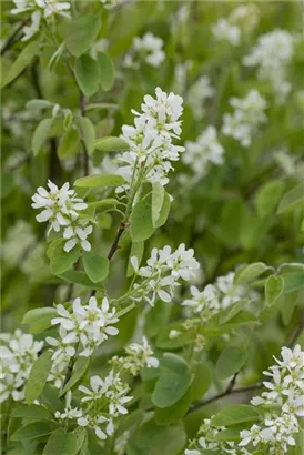 Synonym - Amelanchier ovalis