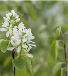 Synonym - Amelanchier ovalis