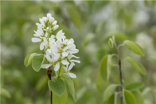 Synonym - Amelanchier ovalis