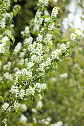 Synonym - Amelanchier ovalis