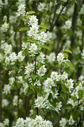 Synonym - Amelanchier ovalis