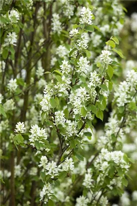 Synonym - Amelanchier ovalis