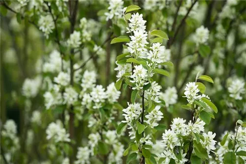 Synonym - Amelanchier ovalis