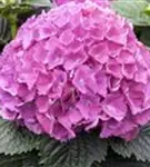 Bauernhortensie 'Masja' - Hydrangea macrophylla 'Masja'