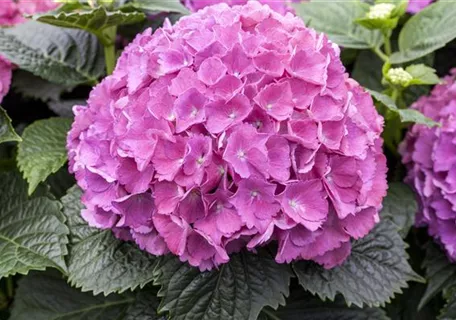 Hydrangea macrophylla 'Masja' - Bauernhortensie 'Masja'