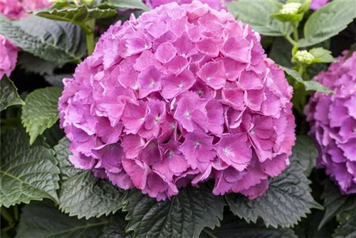 Bauernhortensie 'Masja' - Hydrangea macrophylla 'Masja'