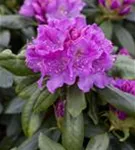 Rhododendron-Hybride 'Lee's Dark Purple' - Rhododendron Hybr.'Lee's Dark Purple' II