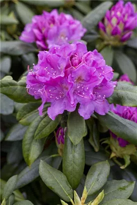 Rhododendron-Hybride 'Lee's Dark Purple' - Rhododendron Hybr.'Lee's Dark Purple' II