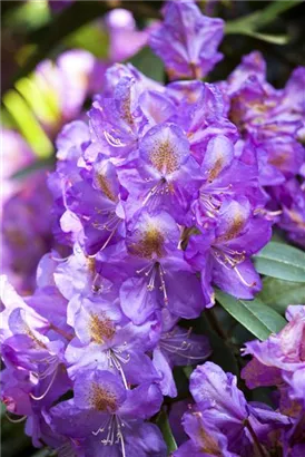 Rhododendron-Hybride 'Lee's Dark Purple' - Rhododendron Hybr.'Lee's Dark Purple' II