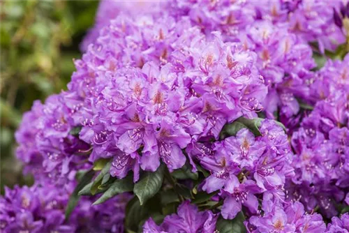 Rhododendron-Hybride 'Lee's Dark Purple' - Rhododendron Hybr.'Lee's Dark Purple' II