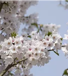 Japan.Maienkirsche - Prunus yedoensis CAC - Baum