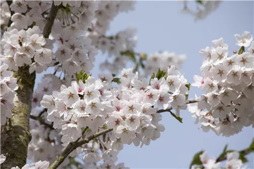 Japan.Maienkirsche - Prunus yedoensis CAC - Baum