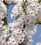 Japan.Maienkirsche - Prunus yedoensis CAC - Baum