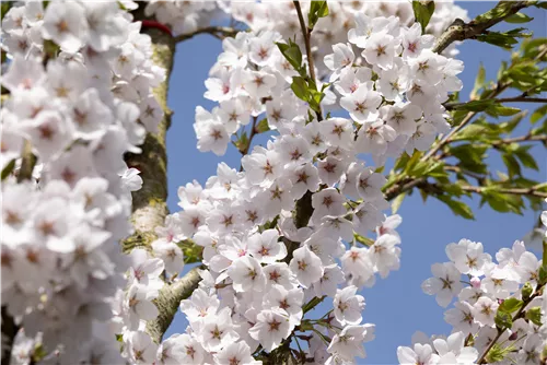 Japan.Maienkirsche - Prunus yedoensis CAC - Baum