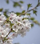 Japan.Maienkirsche - Prunus yedoensis CAC - Baum