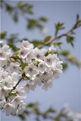 Japan.Maienkirsche - Prunus yedoensis CAC - Baum