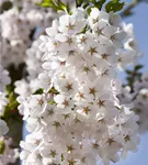 Japan.Maienkirsche - Prunus yedoensis CAC - Baum