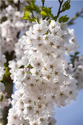 Japan.Maienkirsche - Prunus yedoensis CAC - Baum