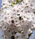 Japan.Maienkirsche - Prunus yedoensis CAC - Baum